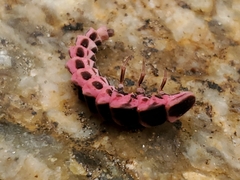 Microphotus angustus