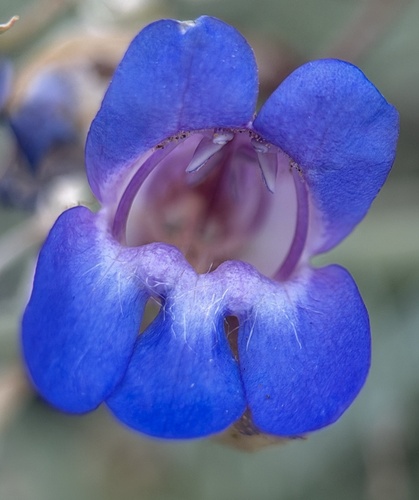 Mojave Beardtongue (Penstemon incertus)