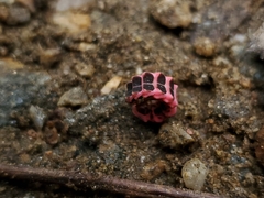 Microphotus angustus