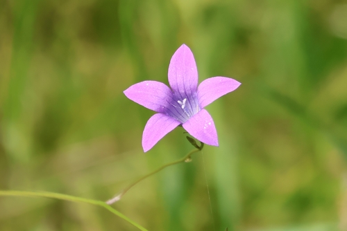 Spreading Bellflower (Campanula patula)