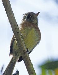 Xenotriccus callizonus