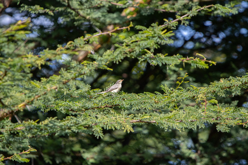 iNaturalist image