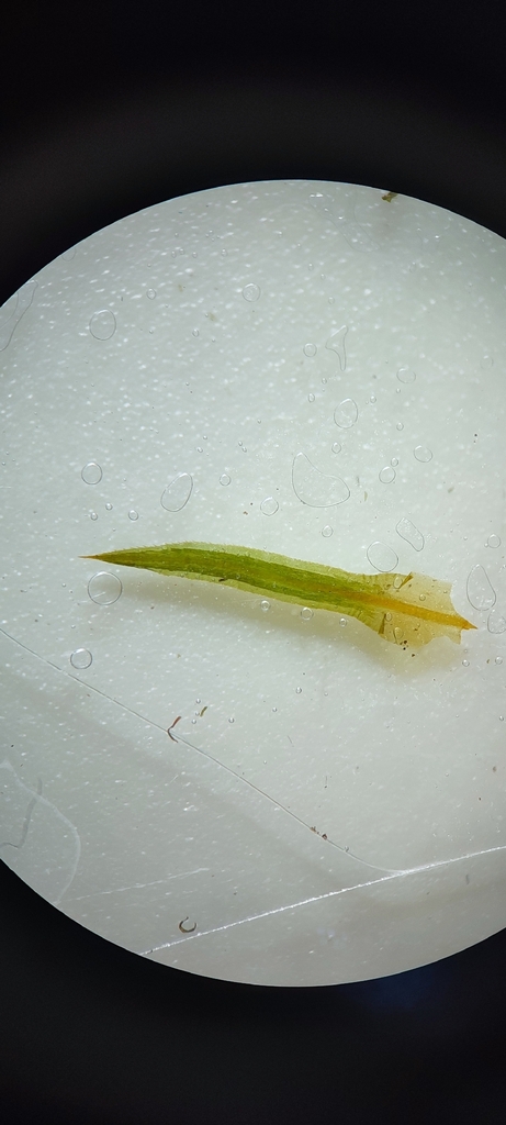 Showy Haircap Moss