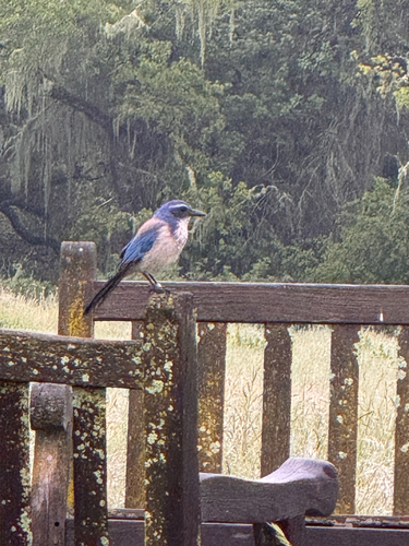 iNaturalist observation photo of California Scrub-Jay