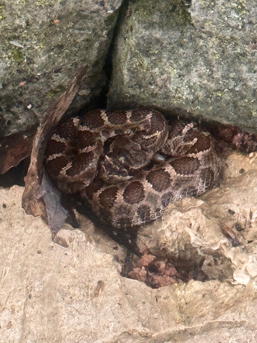iNaturalist observation photo of Northern Pacific Rattlesnake