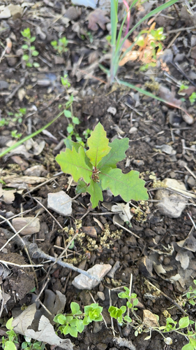 iNaturalist observation photo of valley oak