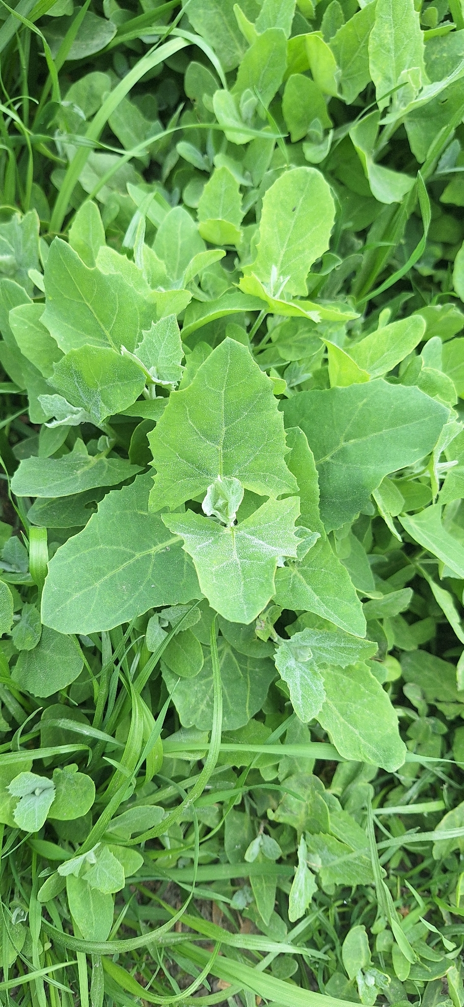 Common Lambsquarters (Chenopodium album)