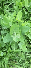 Chénopode Blanc (Chenopodium album)