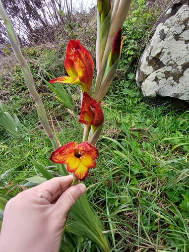 Gladiolus dalenii (Gladiolus dalenii)