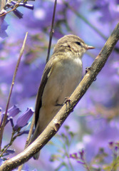 Vireo gilvus