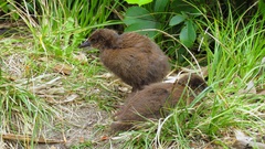 Gallirallus australis scotti