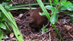 Gallirallus australis scotti