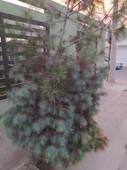 Pinus maximartinezii