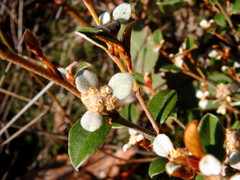 Spyridium thymifolium