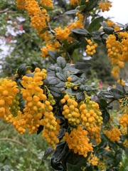 Berberis trigona
