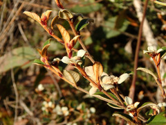 Spyridium thymifolium