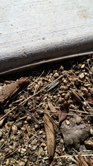 Armadillidium vulgare