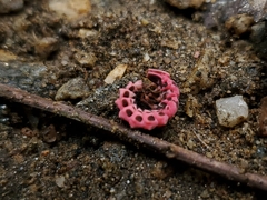 Microphotus angustus