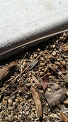 Armadillidium vulgare