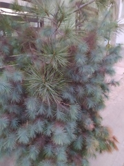 Pinus maximartinezii