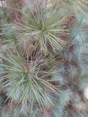 Pinus maximartinezii