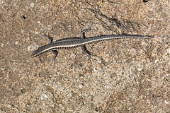 Cryptoblepharus litoralis