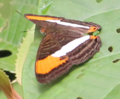 Adelpha cytherea