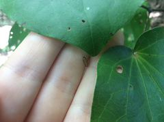 Meteorus pulchricornis