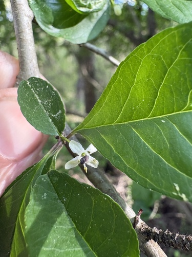 Common Winterberry (Ilex verticillata)