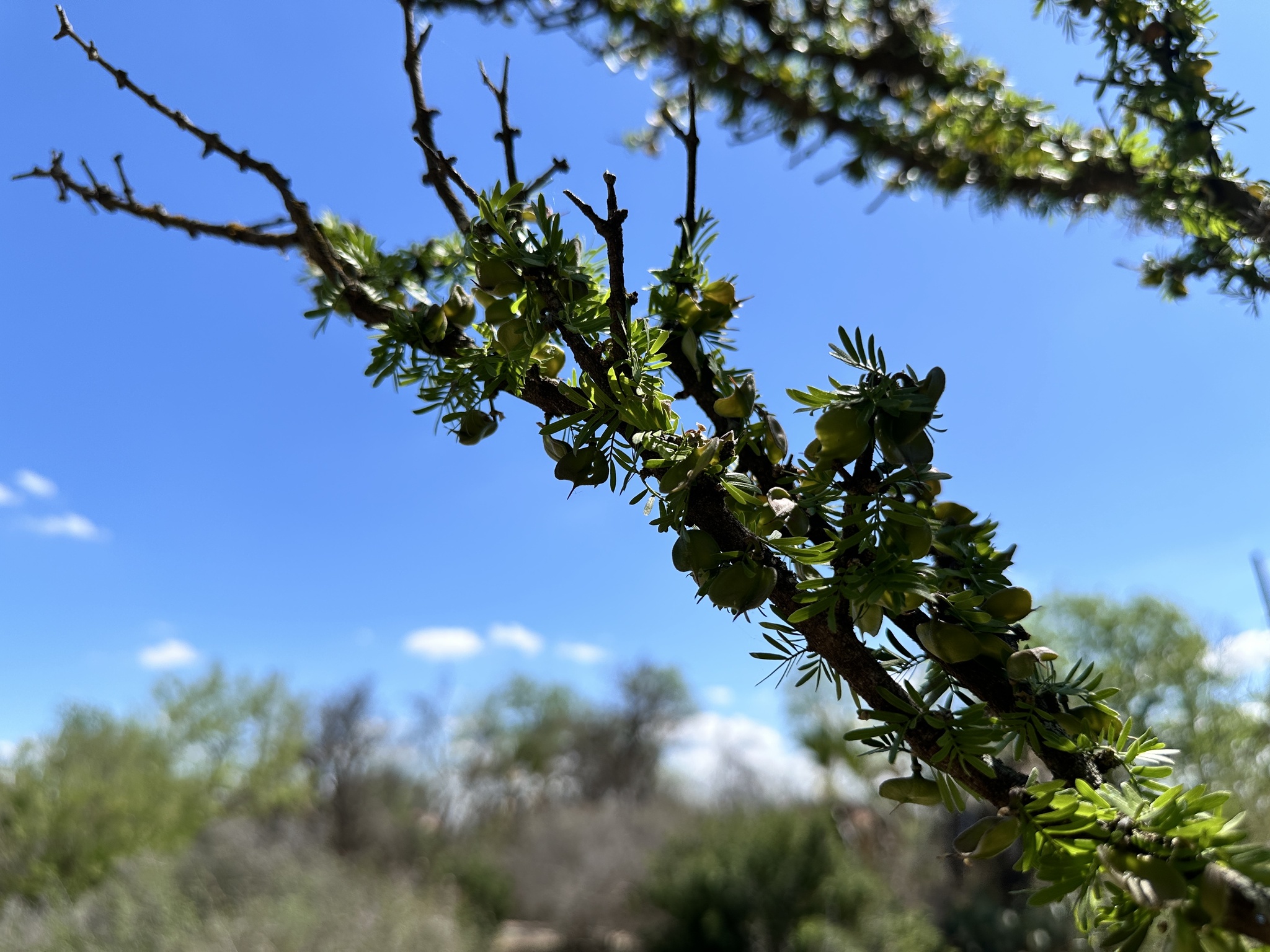 Texas Lignum-Vitae (Guaiacum angustifolium)