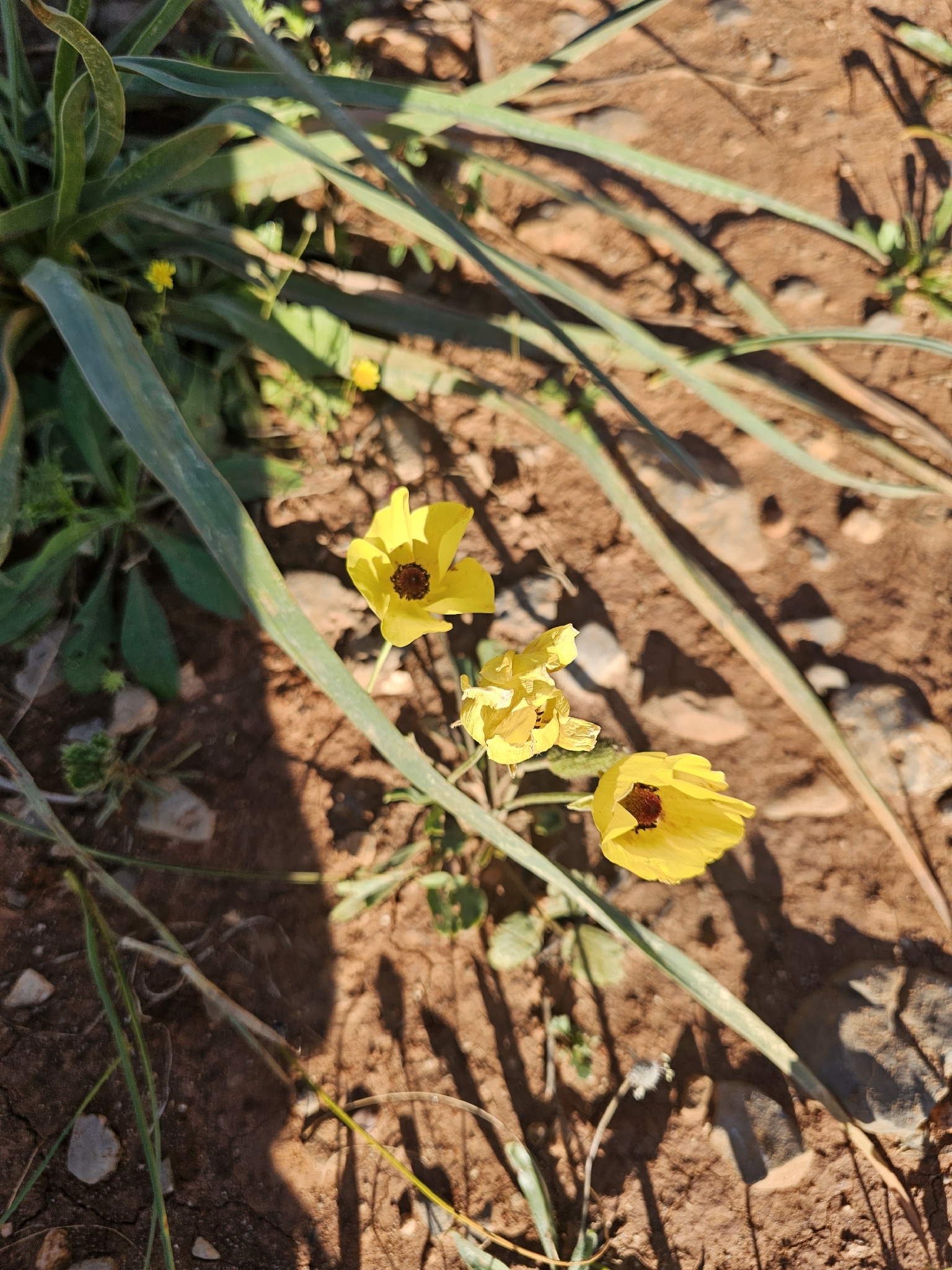 Persian Buttercup (Ranunculus asiaticus)