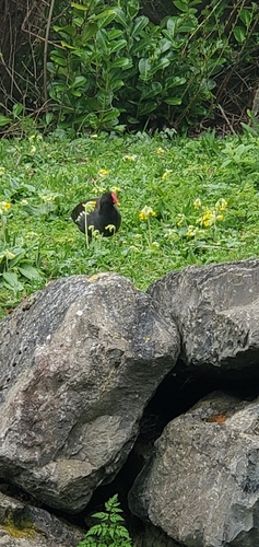 iNaturalist: (c) Lilliane Marie O'Dell, some rights reserved (CC BY-NC), uploaded by Lilliane Marie O'Dell iNaturalist image