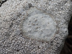 Lecanora rupicola