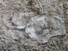 Lecanora rupicola