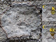 Lecanora rupicola