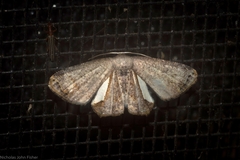 Phazaca decorata