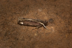 Chaliniastis astrapaea