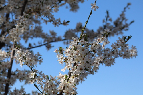Cherry-plum (Prunus cerasifera)