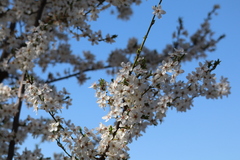 Prunier Myrobolan (Prunus cerasifera)