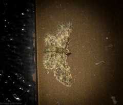 Chloroclystis mniochroa