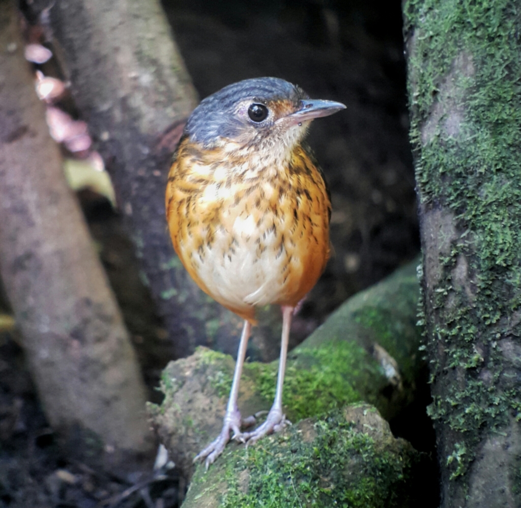 Thicket Antpitta photo