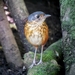 Thicket Antpitta - Photo (c) Steven Easley, some rights reserved (CC BY-NC), uploaded by Steven Easley