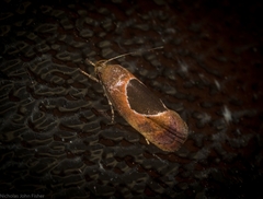 Hoplomorpha abalienella