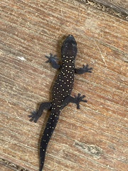Oedura tryoni