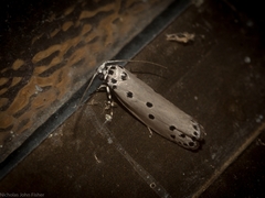 Ethmia heptasema