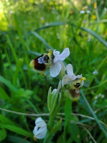 Sawfly Orchid (Ophrys tenthredinifera)