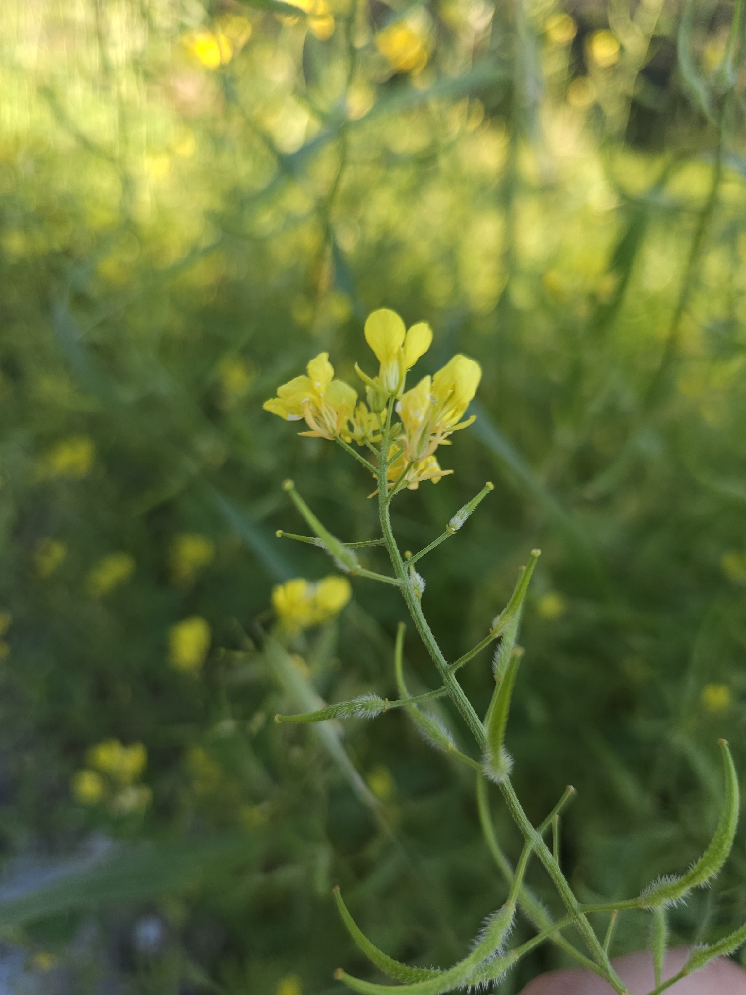 White Mustard (Sinapis alba)