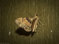 Gymnoscelis derogata