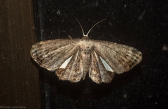 Phazaca decorata