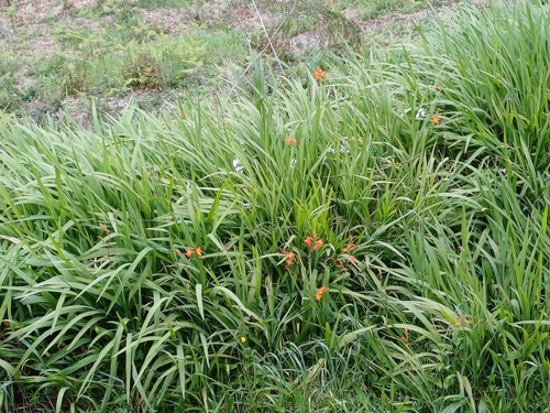 African flag (Chasmanthe floribunda)